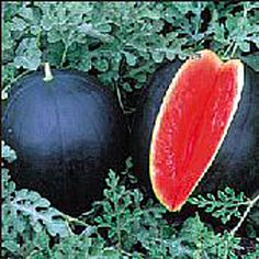 two watermelons sitting on the ground next to each other with leaves around them