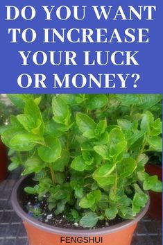 a potted plant with the words do you want to increase your luck or money?