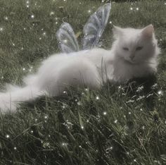 a white cat laying in the grass with a butterfly on it's back and wings