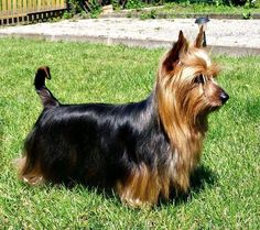 a small brown and black dog standing in the grass