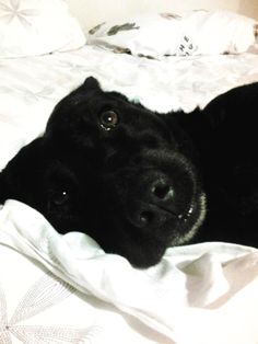 a black dog laying on top of a bed covered in white sheets and blankets with his head resting on the pillow