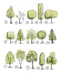 an image of various trees drawn by hand