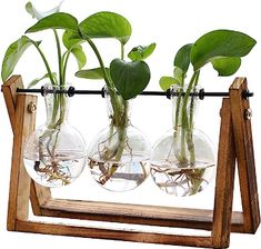 three glass vases with plants in them on a wooden stand against a white background