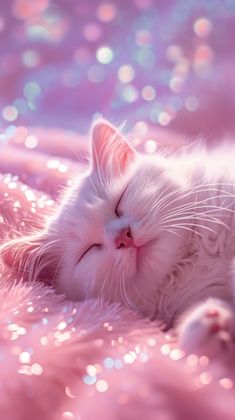 a white cat sleeping on top of a pink bed covered in sparkles and bubbles