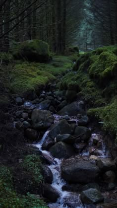 a stream running through a lush green forest