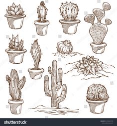 hand drawn cactuses and succulents in pots