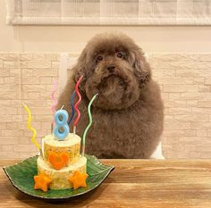 a dog sitting in front of a birthday cake