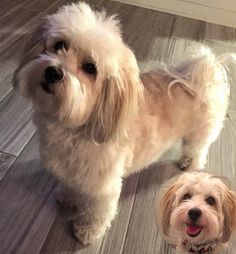 two small dogs standing next to each other