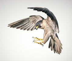 a bird flying through the air with it's wings spread out and talon extended