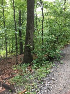 a dirt road surrounded by trees and leaves