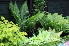 some green plants and yellow flowers in front of a house