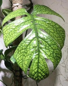 a large green leafy plant hanging from the side of a wall