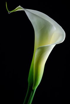 a large white flower with green stems on a black background