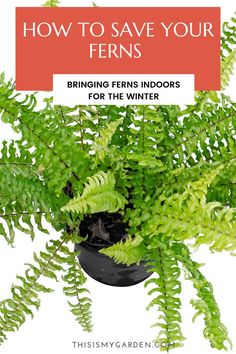 An up close aerial view of a fern growing in a pot. From thisismygarden.com. Bringing Boston Ferns Inside, Bringing Ferns Inside For Winter, Boston Fern, Asparagus Fern, Overwintering