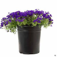 purple flowers in a black pot on a white background