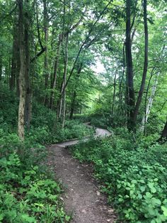 a dirt path in the middle of a forest with lots of green plants and trees