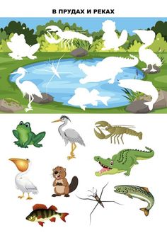 different types of animals and birds in the water, including an alligator, crocodile, frog,