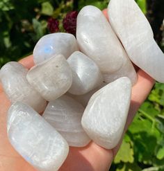 White Moonstone Tumblestones by Endless Guidance These beautiful Moonstone Tumblestones are bursting with high vibrational positive energy. Moonstone is known for its beautiful blue flashes and is a very powerful stone, a true must have for any Crystal Collector! You will receive one piece of Moonstone. Please note due to the nature of crystals, each piece of Moonstone will differ in size, shape and colour. Crystal Properties Moonstone is a stone for “new beginnings”, Moonstone is a stone of inn Crystal Gift Ideas, Crystal Pictures, Crystals For Beginners, Descendants Oc, Dnd Oc, Crystal Properties, Crystals Healing Properties, High Vibrational