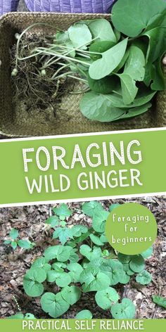 the cover of foraging wild ginger for beginners by practical self reliancer, with an image of a basket full of plants