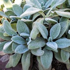 a close up of a plant with frost on it's leaves and dirt ground