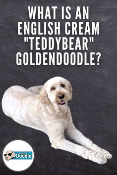 a white dog laying on top of a blackboard with the caption what is an english cream teddy bear goldendoodle?