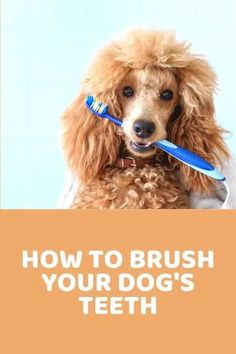 a poodle holding a toothbrush in its mouth with the caption how to brush your dog's teeth