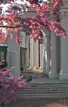 pink flowers are blooming on the trees in front of an old building with columns