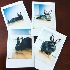 four polaroid photos of rabbits sitting on a wooden table with one rabbit in the middle