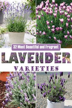 lavender varieties in pots with text overlay that reads 32 most beautiful and fragrant lavender varieties