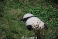 a panda bear is sitting in the grass