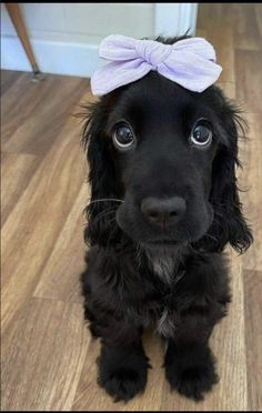 a black dog with a pink bow on its head