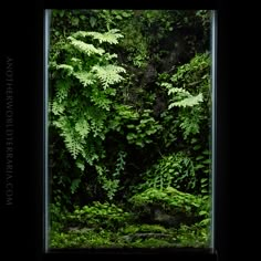 an image of the inside of a window that is covered in green plants and leaves