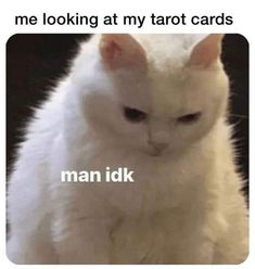 a white cat sitting on top of a table with caption that reads, me looking at my tarot cards man idk