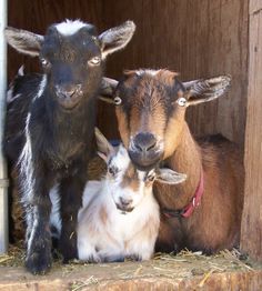 two baby goats standing next to each other in a wooden structure with hay on the ground