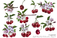 an image of cherries with flowers and leaves