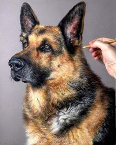 a dog is being petted by a person with a pencil in his mouth and an image of a german shepherd on the back