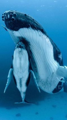 a humpback whale swimming in the ocean