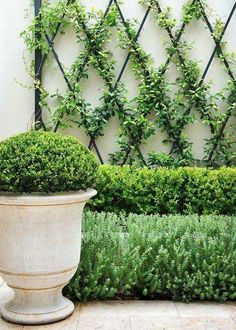 a large potted plant sitting next to a white wall with green plants growing on it