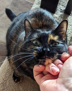 a cat that is sitting on the floor and being petted by someone's hand