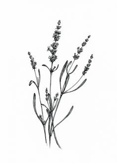 an ink drawing of lavender flowers on a white background