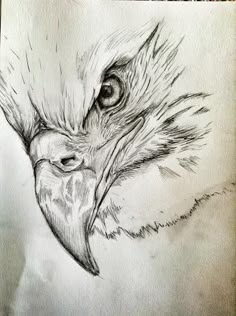 a pencil drawing of an eagle's head