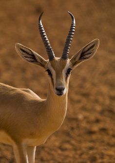 an antelope standing on the ground in black and white