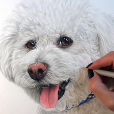 a drawing of a white dog with its tongue out