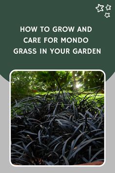 How To Grow And Care For Mondo Grass In Your Garden Black Mondo Grass Landscaping, Ground Cover, Types Of Plants, Dream Garden