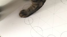 a cat sitting on top of a white floor next to a piece of paper with circles drawn on it