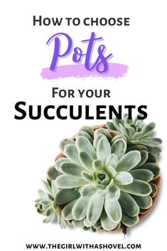 a potted plant with the words how to choose pots for your succulents