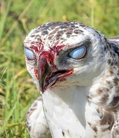 a close up of a bird with blood on it's face and head in the grass