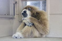 a brown and white monkey sitting on the ground in front of a door with it's arms crossed