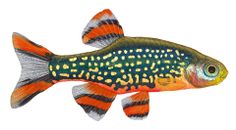 an orange and black fish with spots on it's body