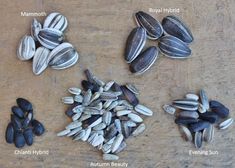 four different types of sunflower seeds on a wooden surface